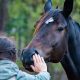Artigo revela que cavalos reconhecem a tristeza e alegria em seres humanos