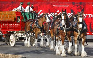 Budweiser retorna com os amados Clydesdales no Super Bowl