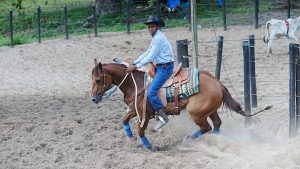 Com convite de Wesley Safadão, I Etapa do Campeonato Alagoano de Ranch Sorting promete agitar a Arena CPMF