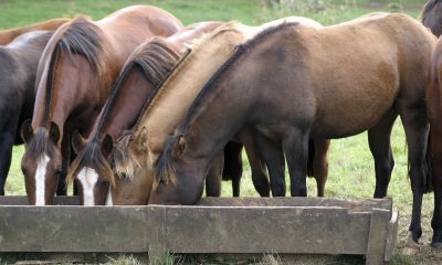 Conheça a importância do sal mineral na nutrição de cavalos atletas