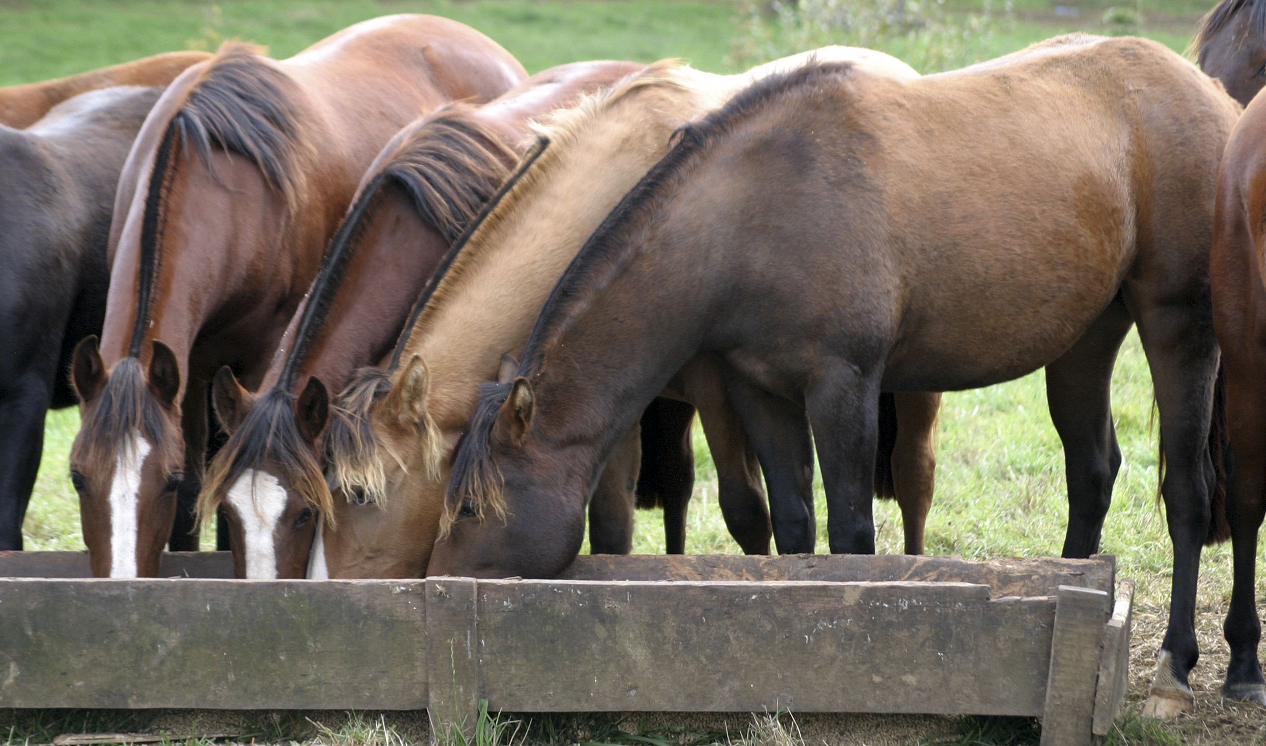 Conheça a importância do sal mineral na nutrição de cavalos atletas