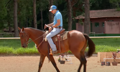 Controlar a ansiedade do cavalo é essencial para um bom desempenho em pista