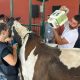 Curso sobre coluna vertebral reúne cerca de 90 veterinários do Brasil e do mundo