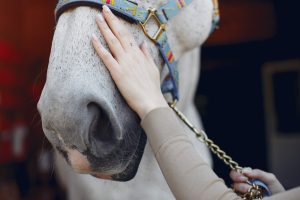 Desparasitação em cavalos deve ser feita precocemente para evitar doenças graves