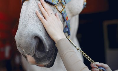 Desparasitação em cavalos deve ser feita precocemente para evitar doenças graves