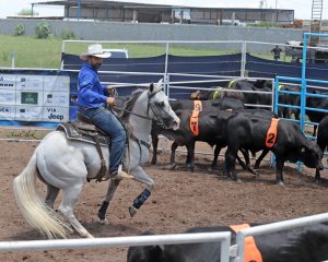 Feira de Santana vai sediar prova oficializada ABQM durante a II Etapa do Campeonato Baiano de Ranch Sorting 2024