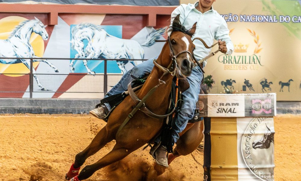 Leilão Rach Stud Generation Sports 2024 apresentará o melhor da genética do Cavalo Árabe
