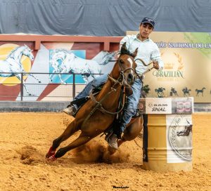 Leilão Rach Generations Sport 2024 apresentará o melhor da genética do Cavalo Árabe