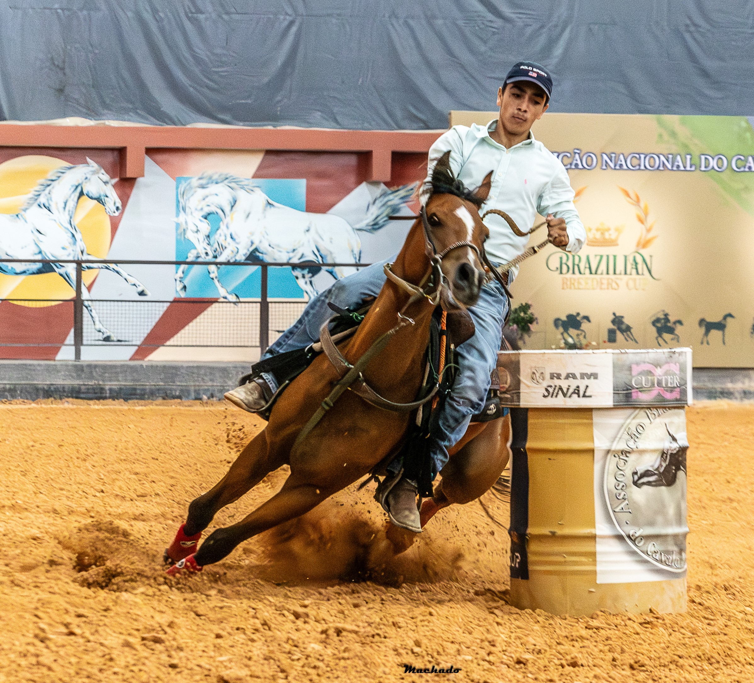 Leilão Rach Stud Generation Sports 2024 apresentará o melhor da genética do Cavalo Árabe
