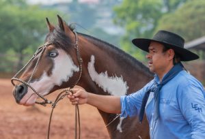 Março marca retomada das seletivas morfológicas do Cavalo Crioulo