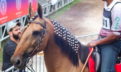Minas Gerais sediará a XIII Exposição Brasileira do Cavalo Campolina em março