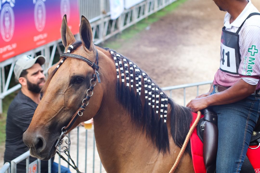 Minas Gerais sediará a XIII Exposição Brasileira do Cavalo Campolina em março