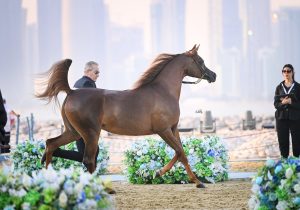 Potranca brasileira conquista ‘medalha de ouro’ em exposição da raça Árabe na Arábia Saudita