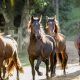 Proposta quer fortalecer exportação de cavalos da raça Mangalarga Marchador
