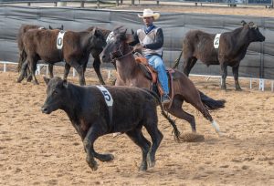 Raça Crioula realiza finais das provas Campereada e Ranch Sorting do ciclo 2023