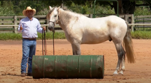 Trabalho mental com o cavalo é tão importante quanto trabalhar o físico