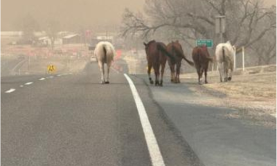 Incêndio devasta região conhecida como Texas Panhandle nos EUA