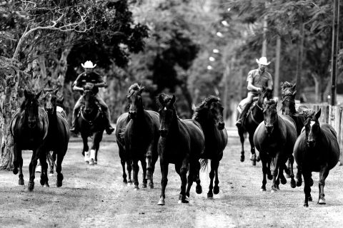 2º Leilão Estilo Rancheiro oferta a melhor genética para quem busca o cavalo versátil, forte e bonito