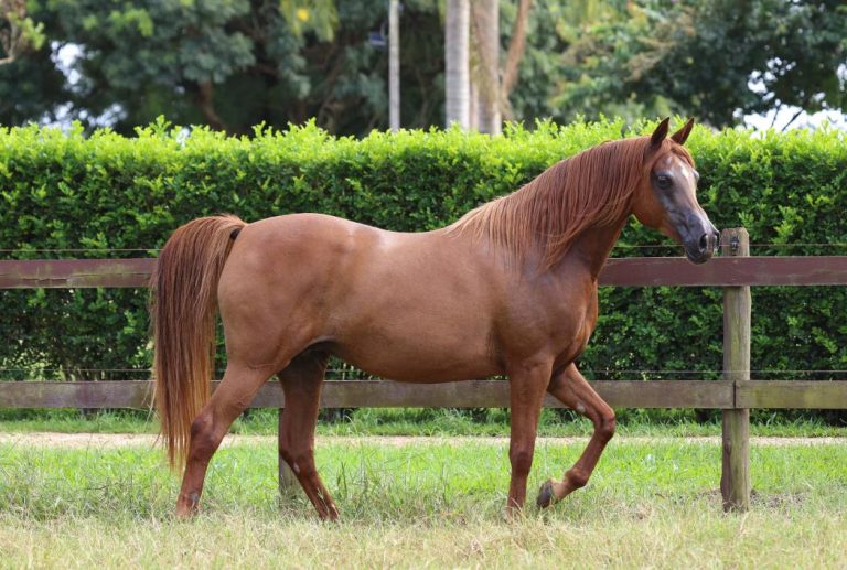 2° Leilão RFI e JQ reúne o que há de melhor em termos de genética e potencial esportivo do Cavalo Árabe