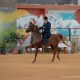 37ª Exposição Interestadual do Cavalo Árabe começa nesta sexta-feira (15) na cidade de Tatuí (SP)