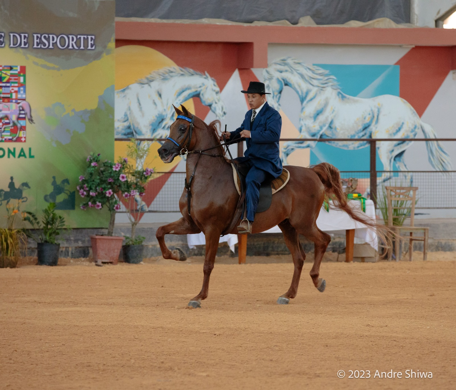 37ª Exposição Interestadual do Cavalo Árabe começa nesta sexta-feira (15) na cidade de Tatuí (SP)