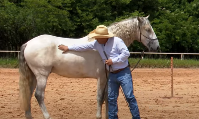 Aprenda como fortalecer o dorso do seu cavalo