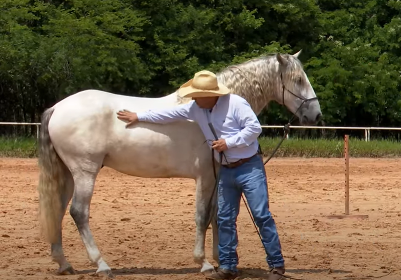 Aprenda como fortalecer o dorso do seu cavalo