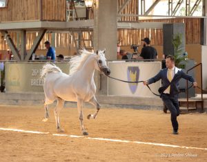 Cavalo Árabe realizará exposição no interior de São Paulo na cidade de Tatuí