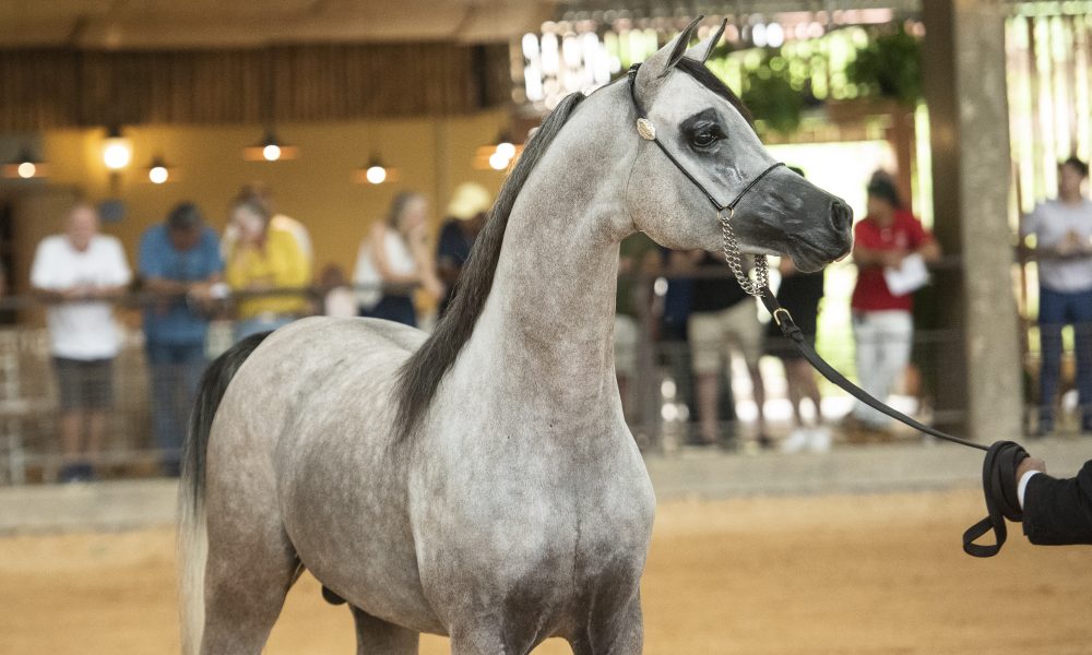 Centro Hípico de Tatuí sedia a 37ª Exposição Interestadual do Cavalo Árabe
