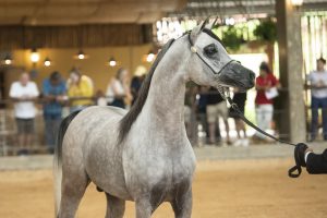 Centro Hípico de Tatuí sedia a 37ª Exposição Interestadual do Cavalo Árabe