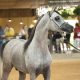 Centro Hípico de Tatuí sedia a 37ª Exposição Interestadual do Cavalo Árabe