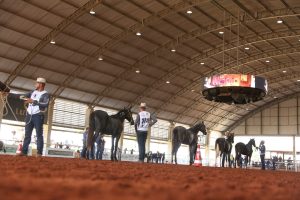 Começa a Exposição Brasileira do Criador na cidade de São Pedro (SP)