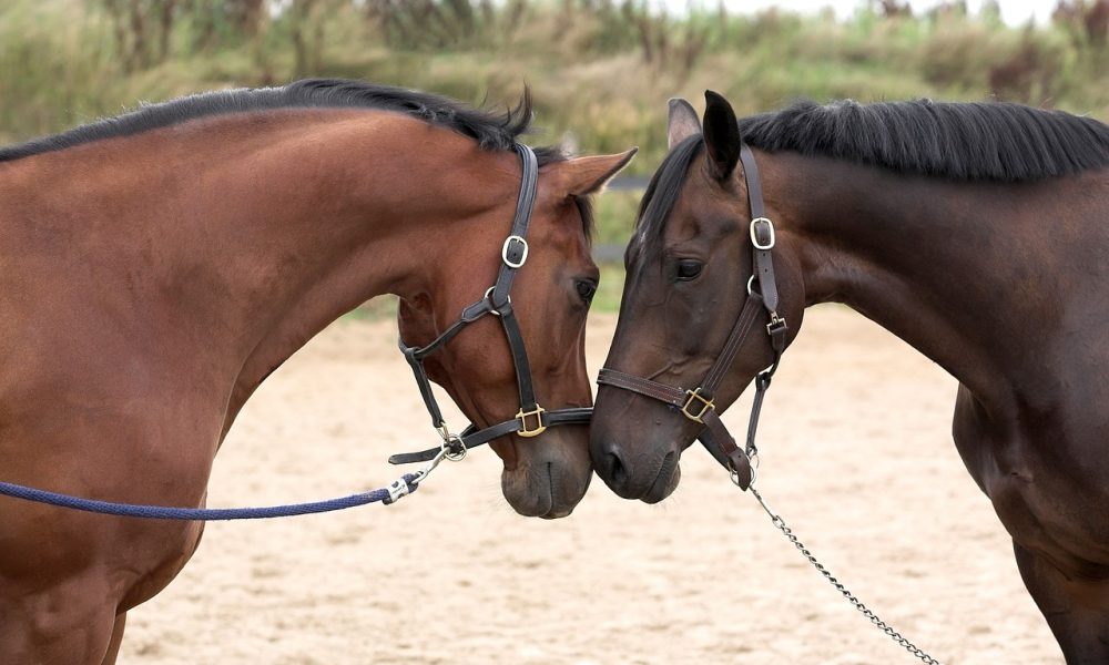 Dia do Cavalo celebra a existência dos animais que têm forte representatividade no mundo