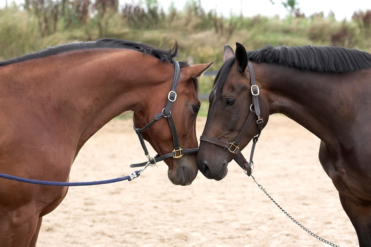 Dia do Cavalo celebra a existência dos animais que têm forte representatividade no mundo