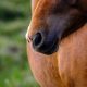 Equonomia irá promover II Encontro de Agronegócio Equino com tema voltado para o Bem-Estar Animal