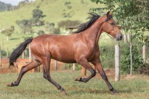 Por que fazer um programa nutricional para cavalos atletas na volta das provas?