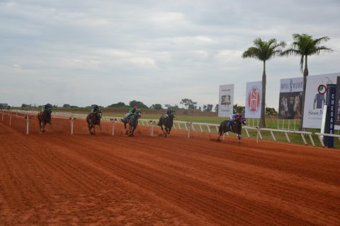Bryan Perfection JQM é o campeão do GP Brazilian Futurity no Jockey Club de Sorocaba