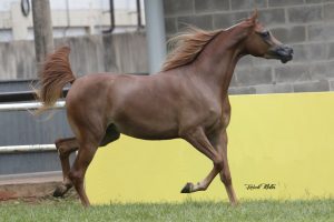 Cavalo Árabe é destaque na programação da maior feira agropecuária do centro-oeste do país