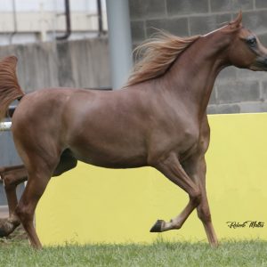 Cavalo Árabe é destaque na programação da maior feira agropecuária do centro-oeste do país