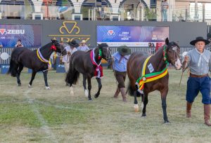 Cavalo Crioulo divide pista com Zebuínos em Passaporte na ExpoZebu