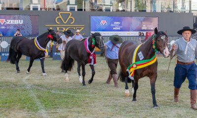 Cavalo Crioulo divide pista com Zebuínos em Passaporte na ExpoZebu