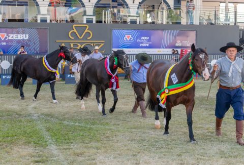 Cavalo Crioulo divide pista com Zebuínos em Passaporte na ExpoZebu