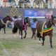 Cavalo Crioulo divide pista com Zebuínos em Passaporte na ExpoZebu