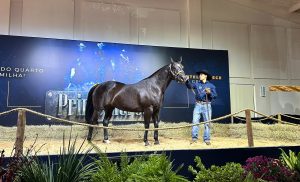 Com números expressivos, ‘Prime Horse’ eleva patamar do Quarto de Milha no Brasil