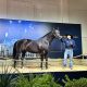 Com números expressivos, ‘Prime Horse’ eleva patamar do Quarto de Milha no Brasil