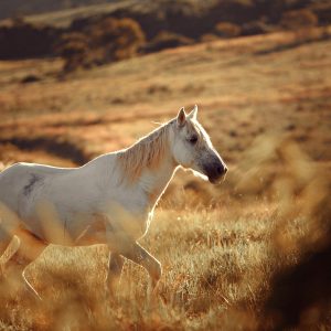 Dia da Mentira: confira alguns mitos sobre os cavalos