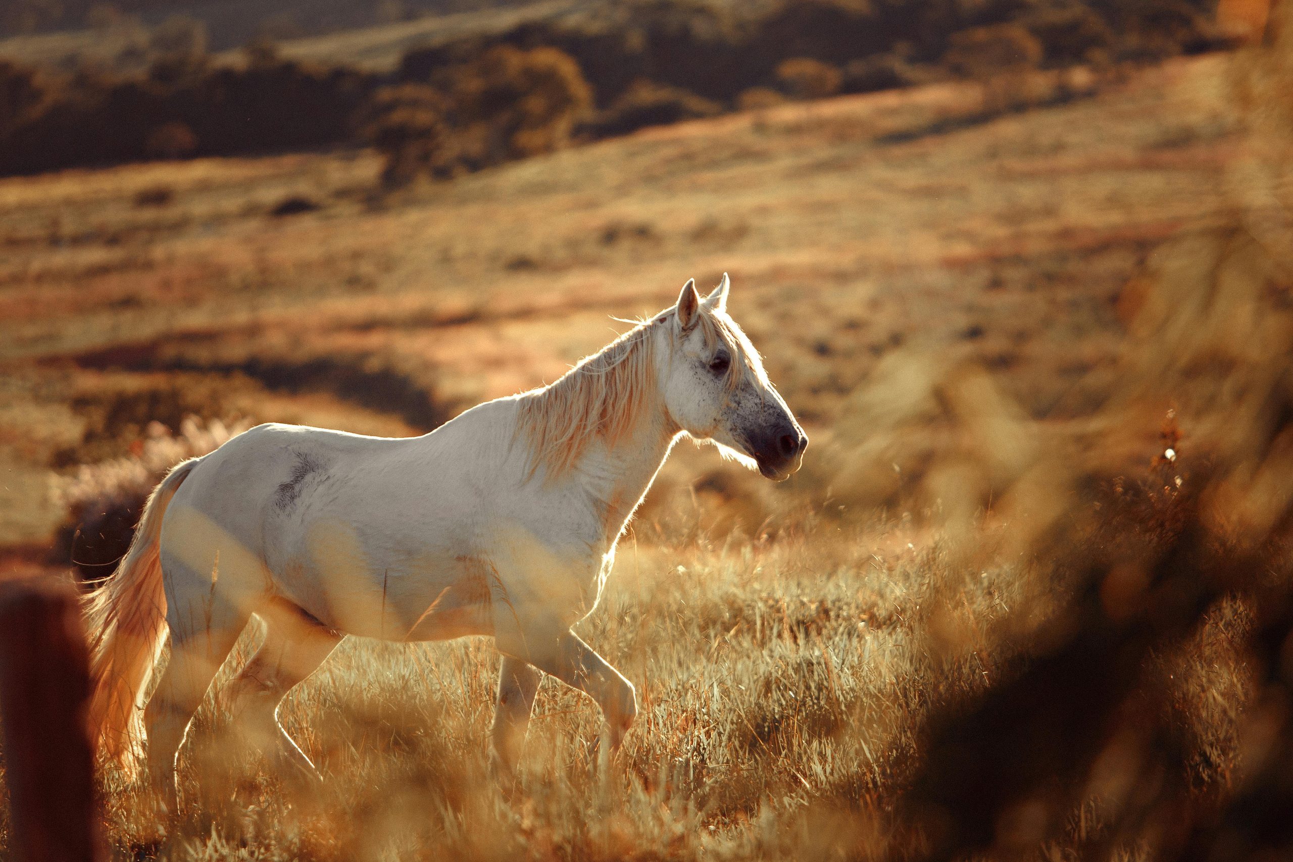 Dia da Mentira: confira alguns mitos sobre os cavalos