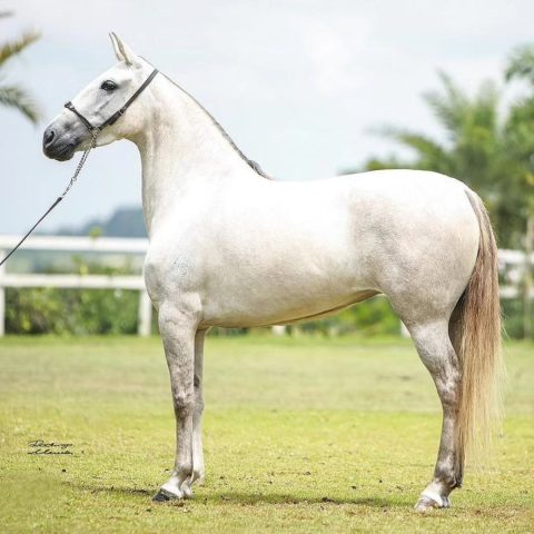 Esgrima do Agrotexas deixa legado como uma das melhores éguas do Mangalarga Marchador