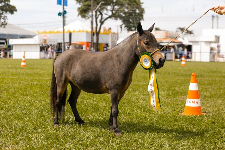 Julgamento na Expolondrina abre etapa Nacional do Campeonato Nacional de Mini Horse