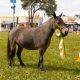 Julgamento na Expolondrina abre etapa Nacional do Campeonato Nacional de Mini Horse